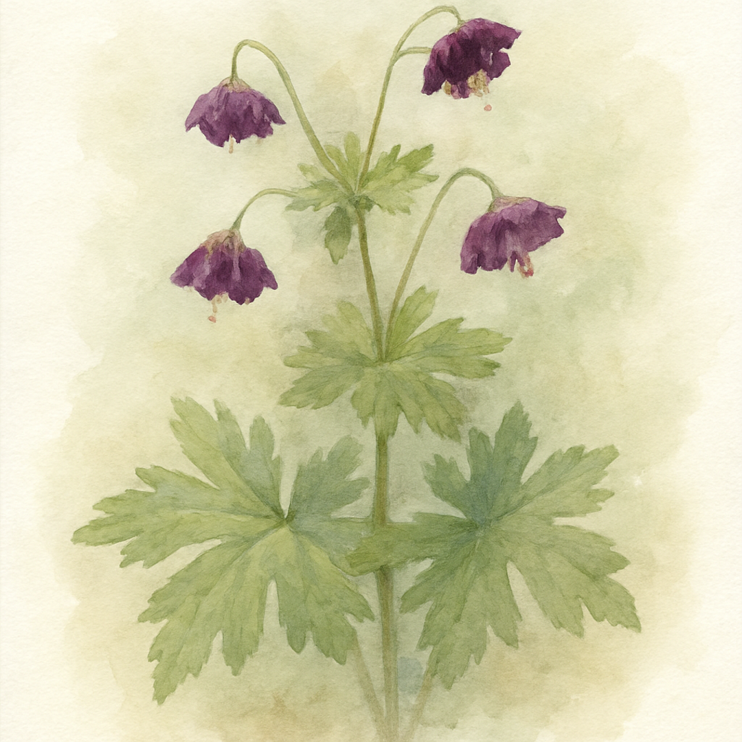 Geranium phaeum ‘Advendo’