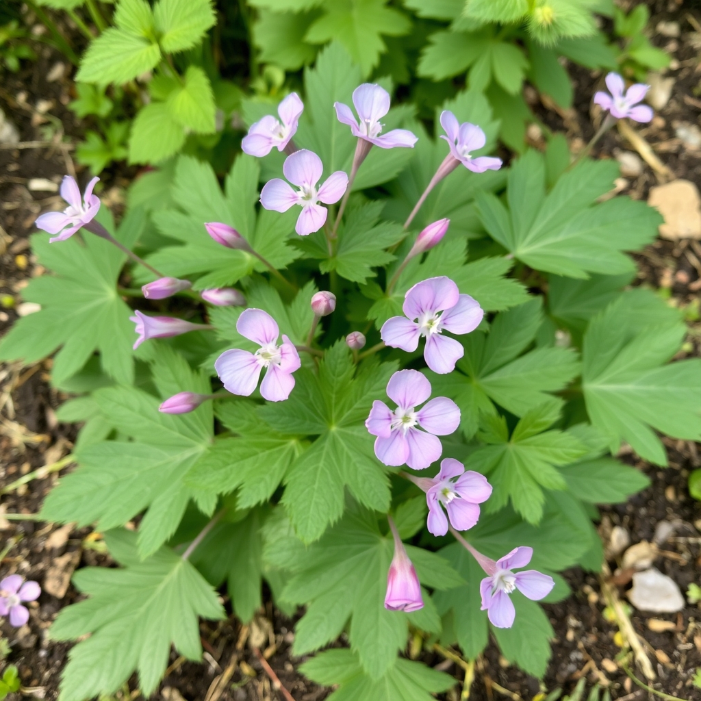 Geranium phaeum ‘Alec’s Pink’