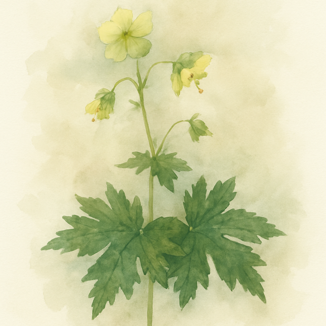 Geranium phaeum 'Angelina'