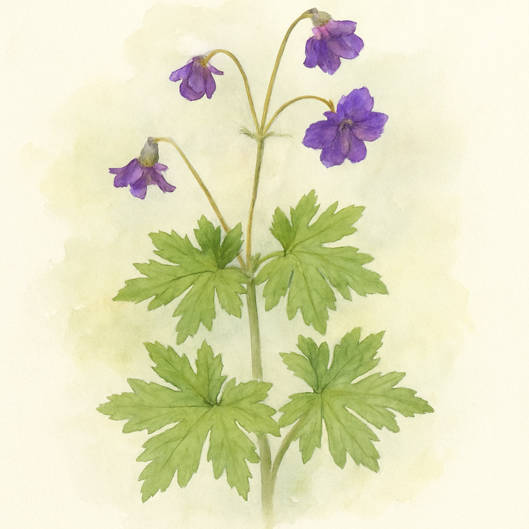 Geranium phaeum ‘Lily Lovell’