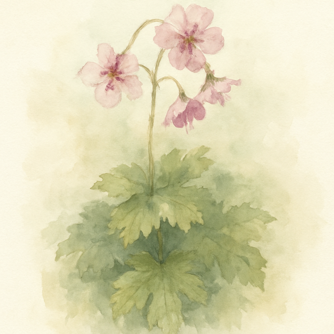 Geranium phaeum 'Wendy's Blush'