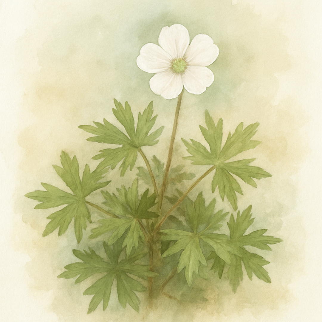 Geranium sang.Album