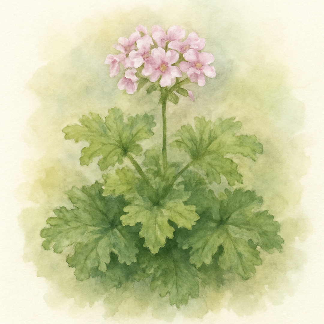 Scented Geranium – Citrus