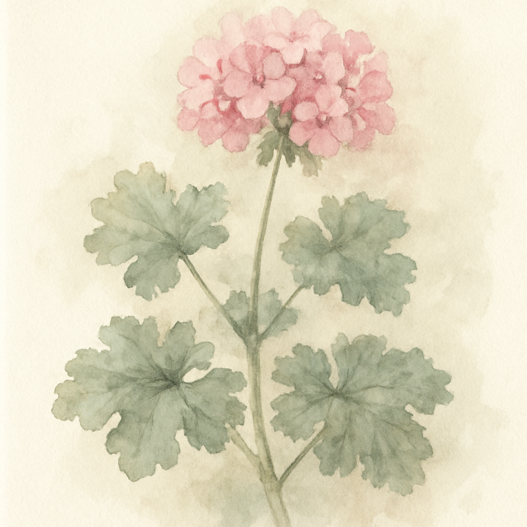 Scented Geranium – Pink Capitatum