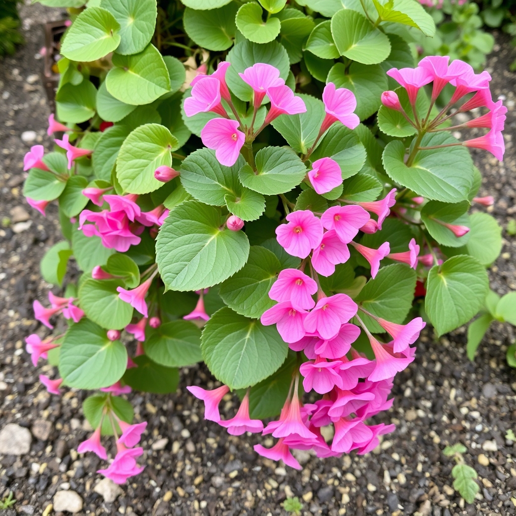 Geranium Super Cascade Rose – 3 Plants in Recyclable Pots