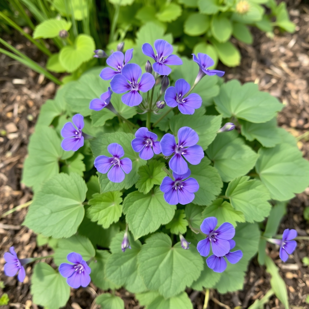 Geranium sylvaticum
