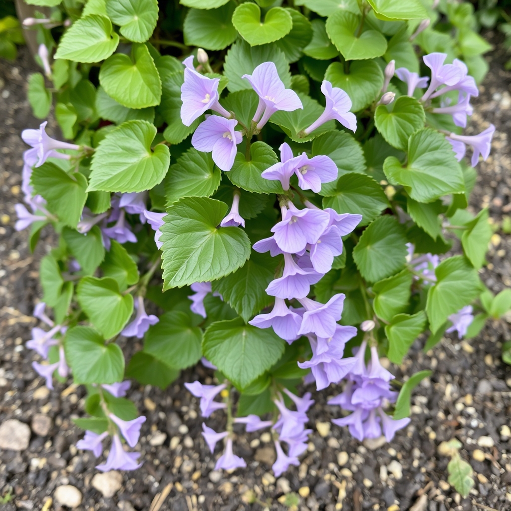 Trailing Geranium Lilac Plant