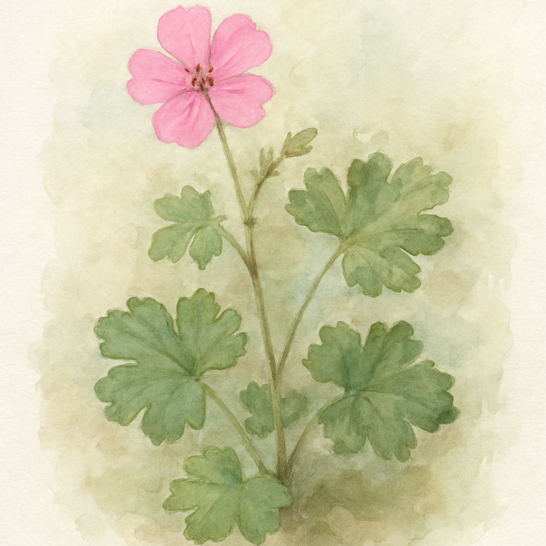Geranium