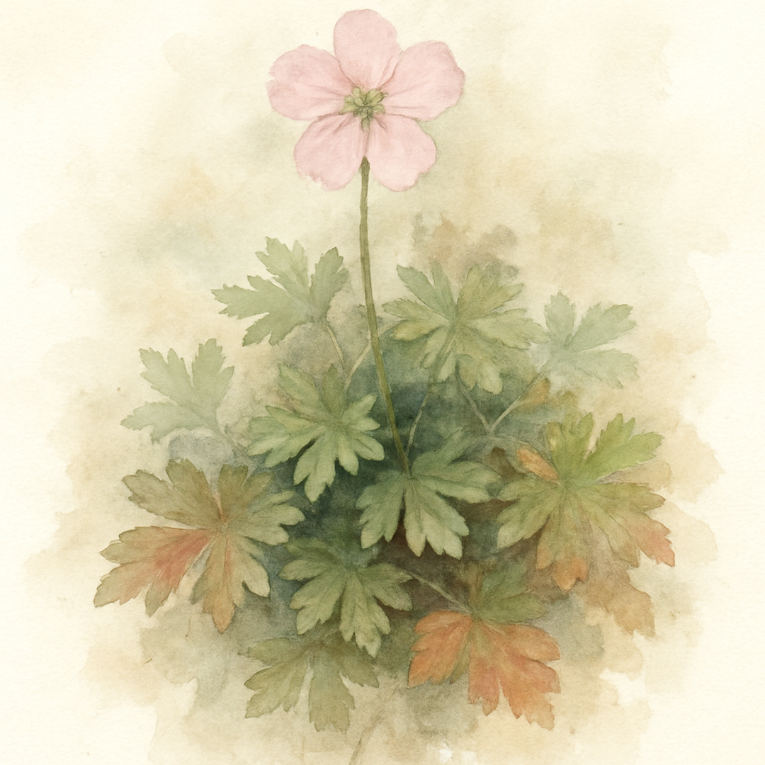 Geranium x cantabrigiense ‘Hanne’