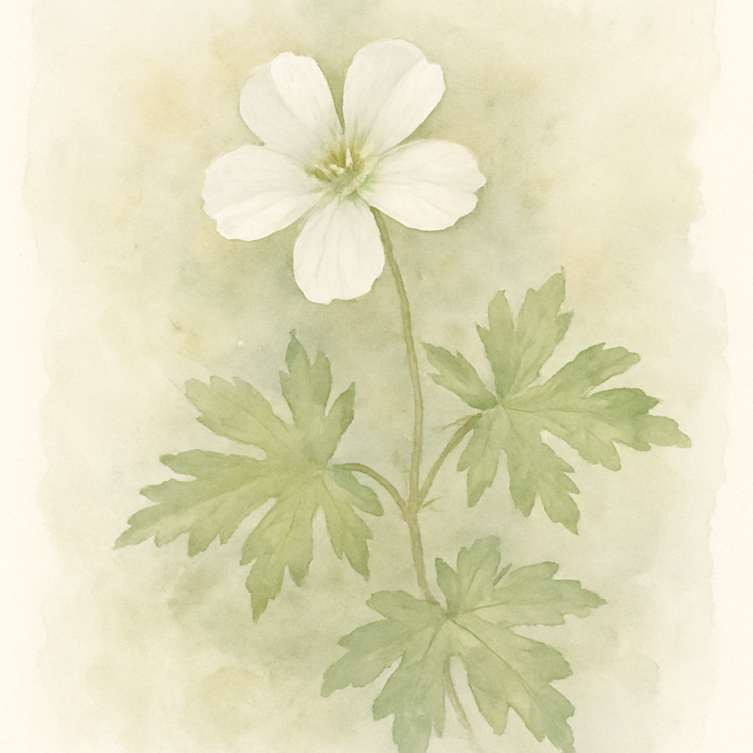 Geranium x oxonianum ‘Ankum's White’