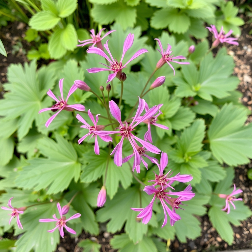 Geranium x oxonianum f. thurstonianum ‘Southcombe Star’