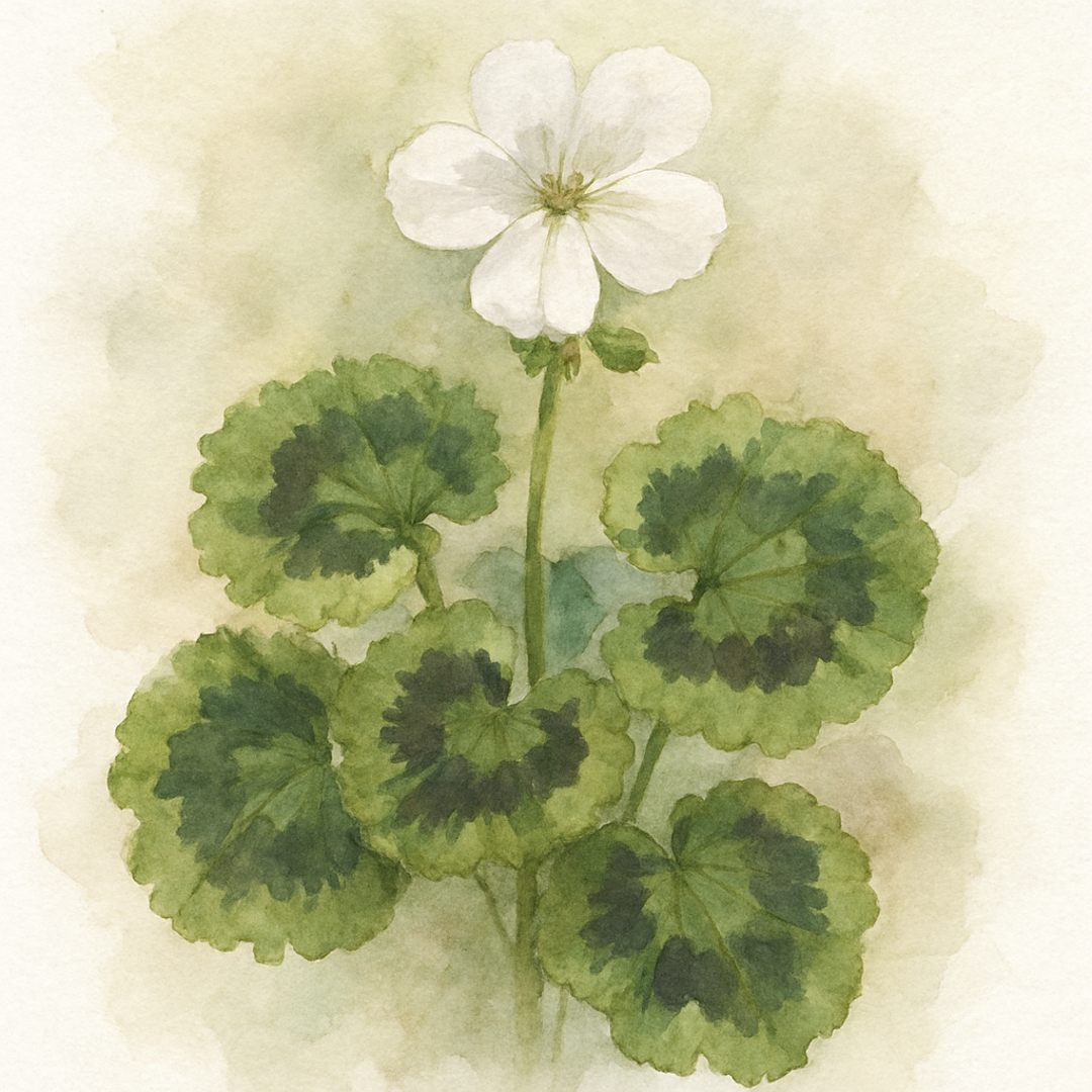 Zonal White Geranium