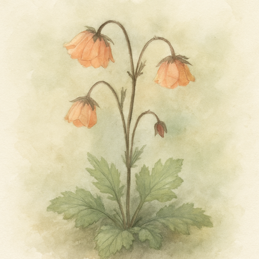 Geum Mai Tai (EU 35820)