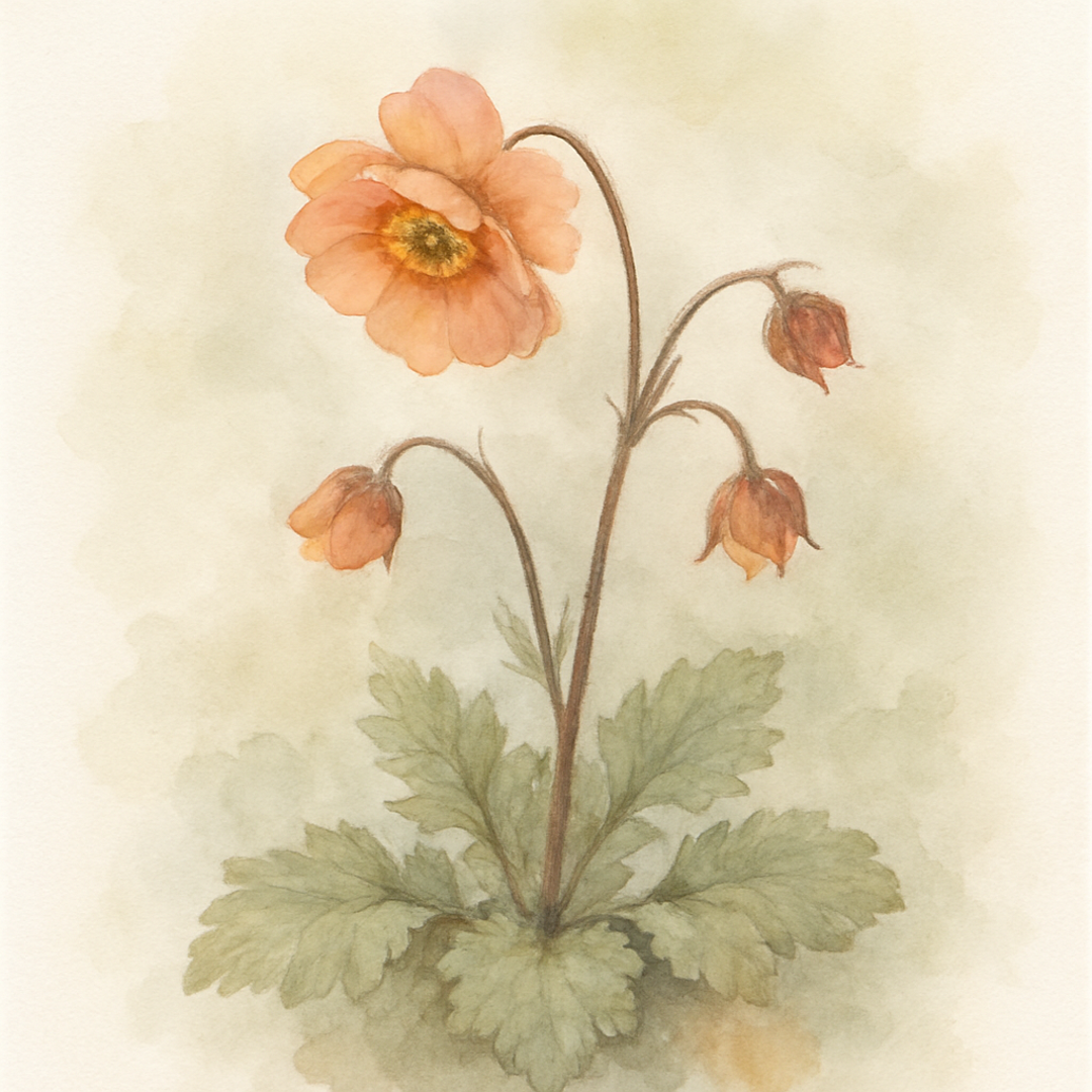 Geum Mai Tai Plant