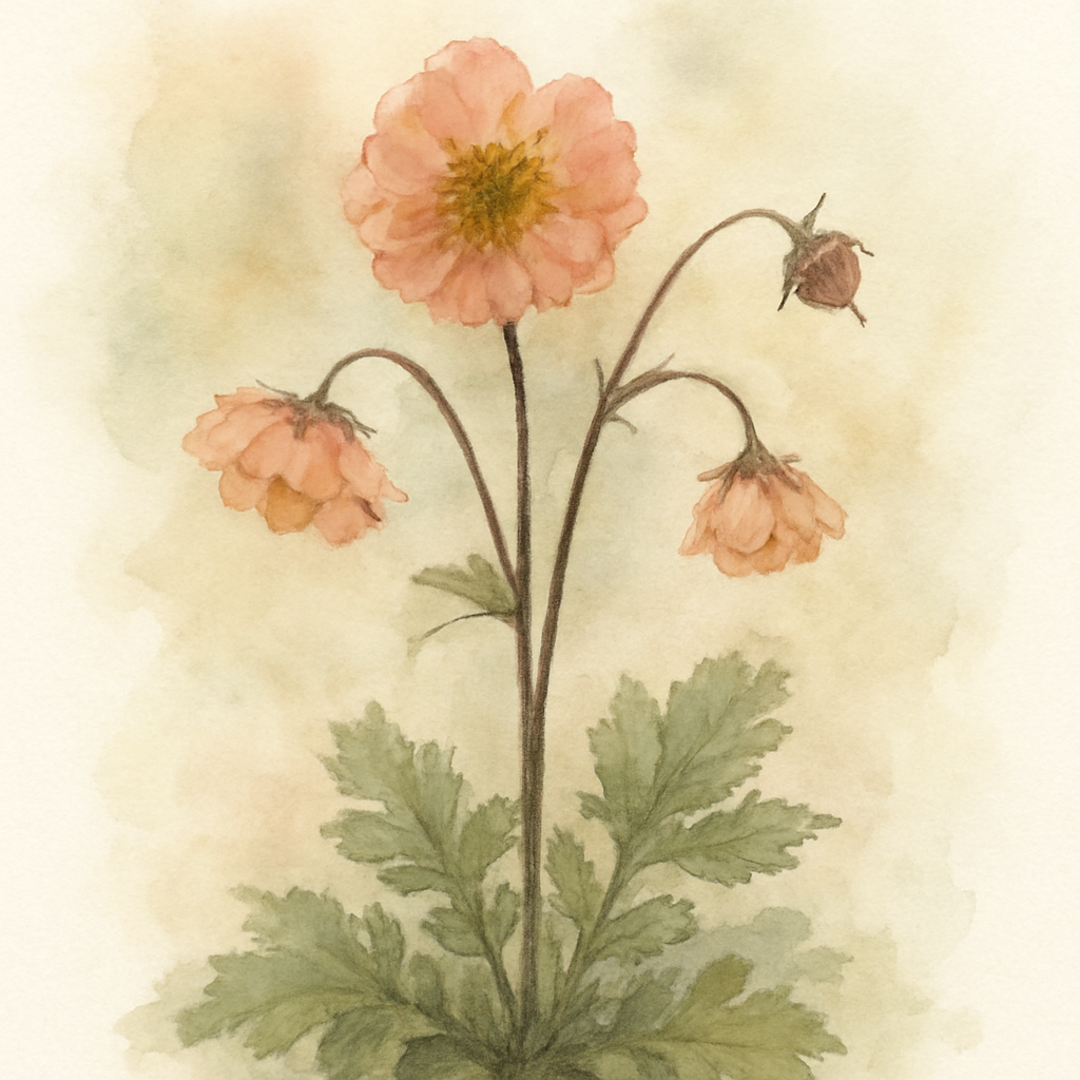 Geum Mai Tai
