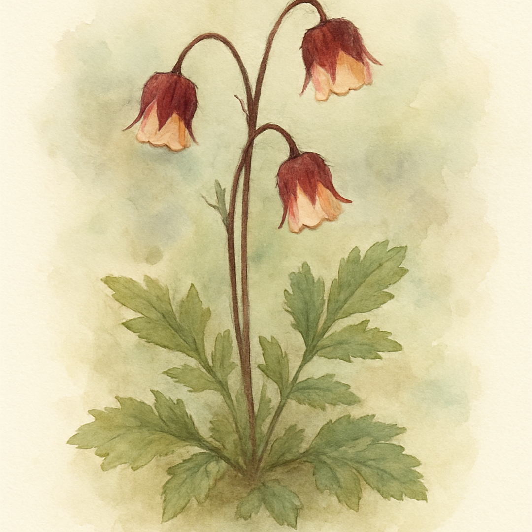 Geum rivale 'Water Avens' - Hardy Perennial Plant