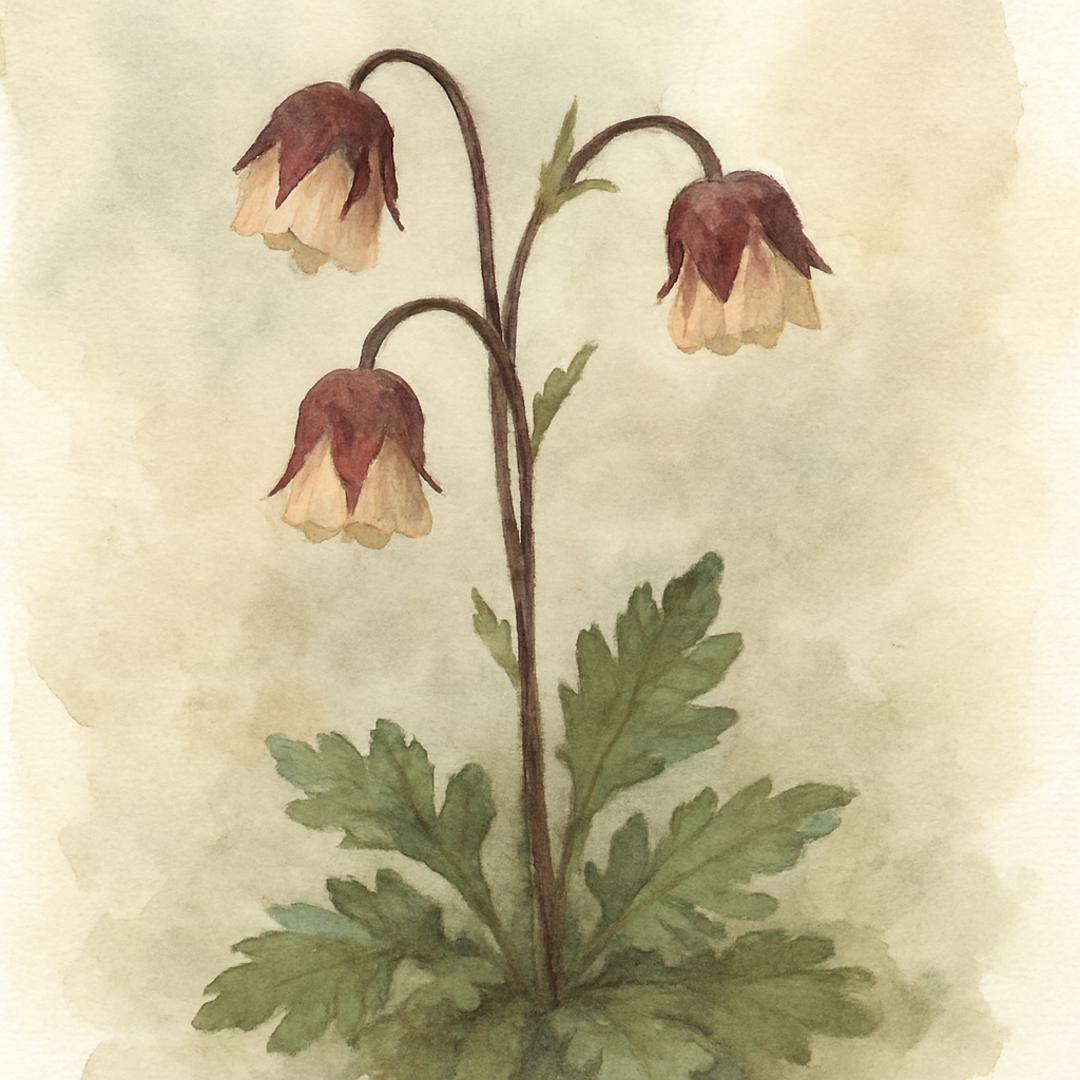 Geum rivale (Water avens)