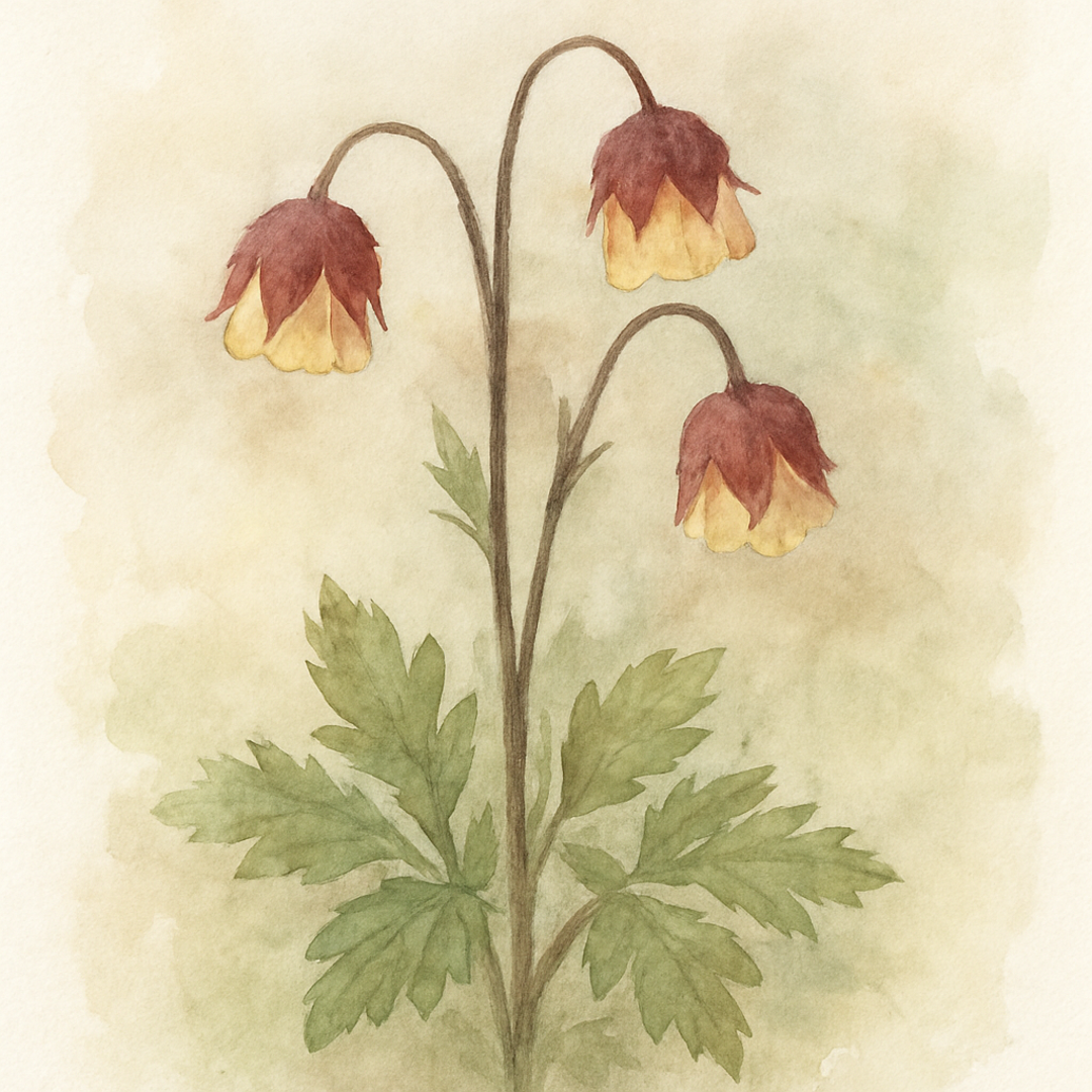 Geum rivale