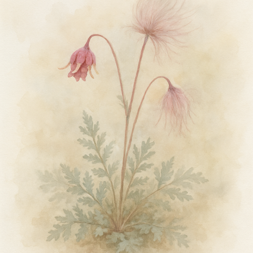 Geum triflorum