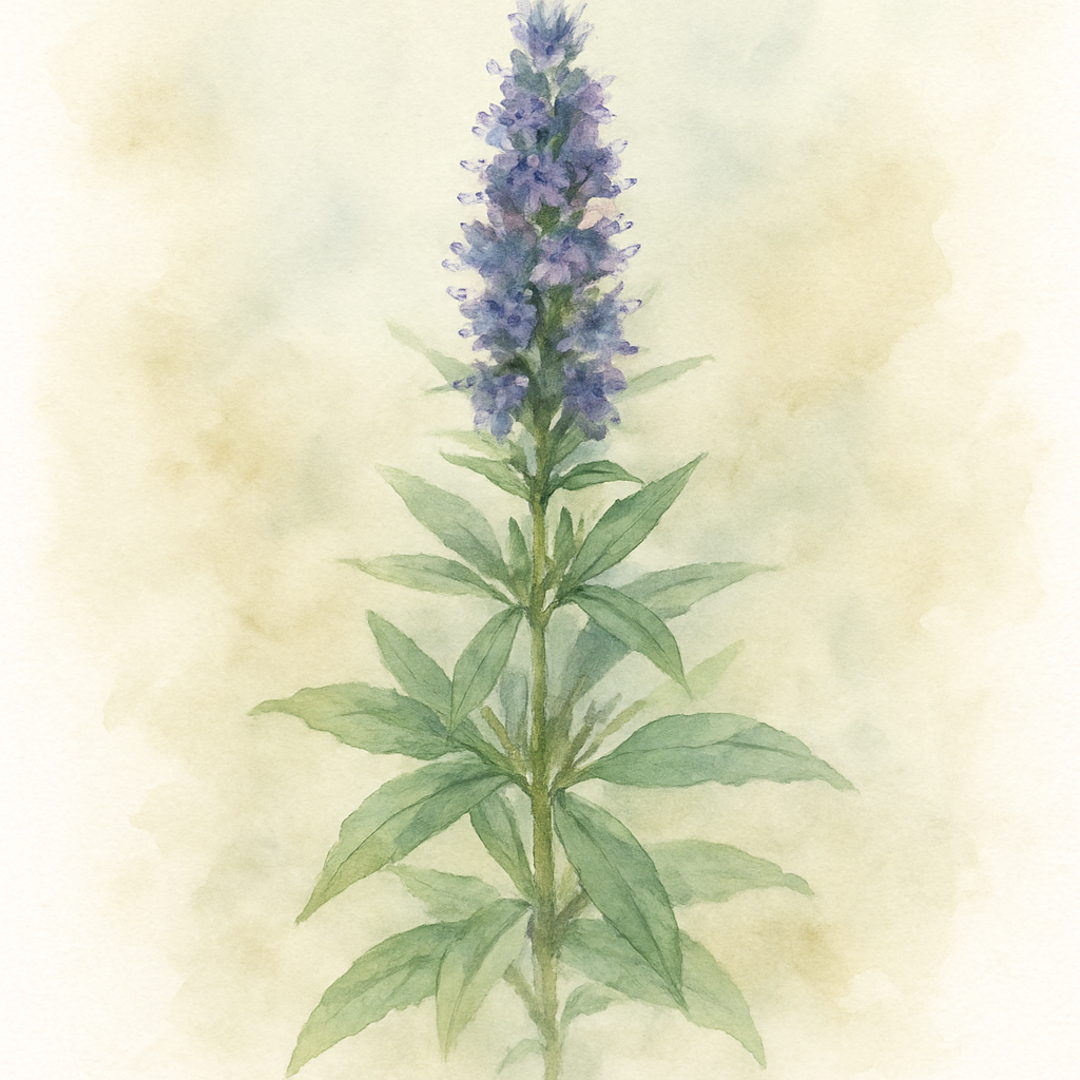 Giant Hyssop 'Blue Fortune'