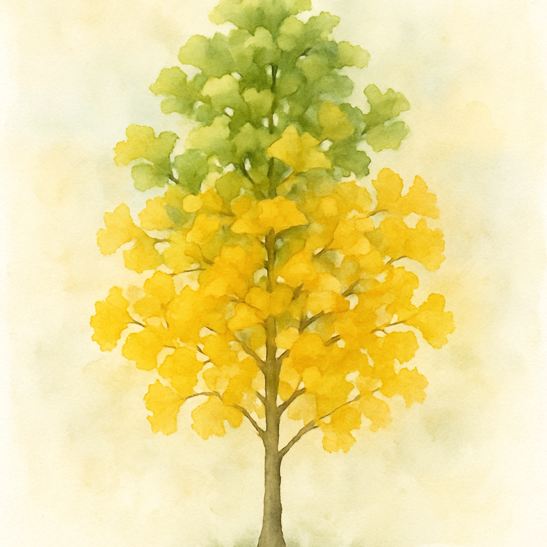 Ginkgo biloba Maidenhair Tree