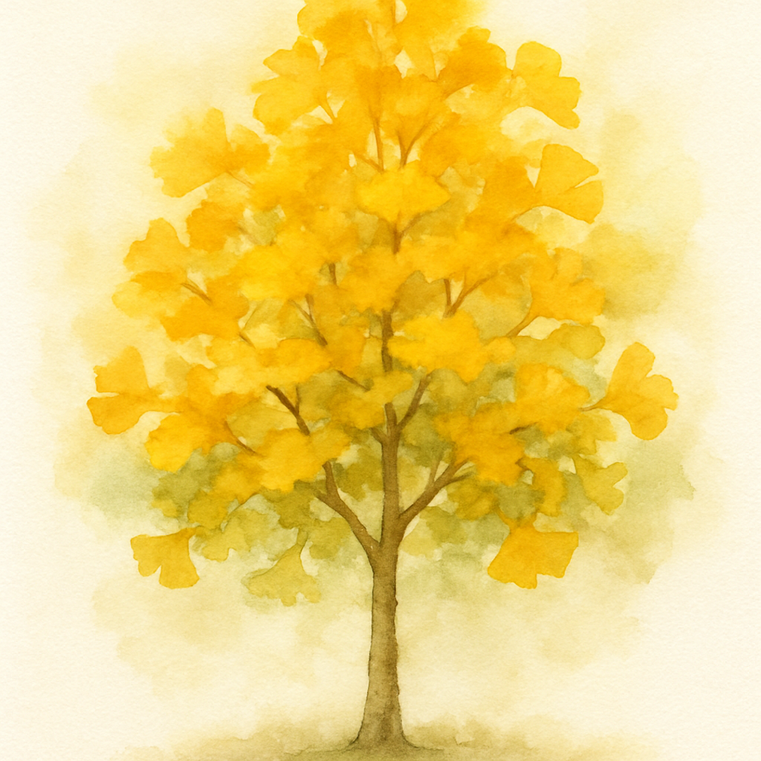 Ginkgo biloba Trees