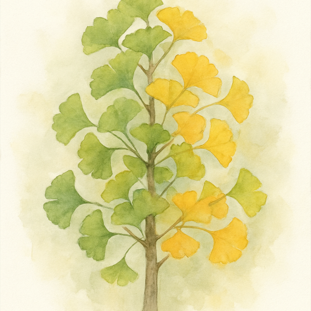 Maidenhair Tree