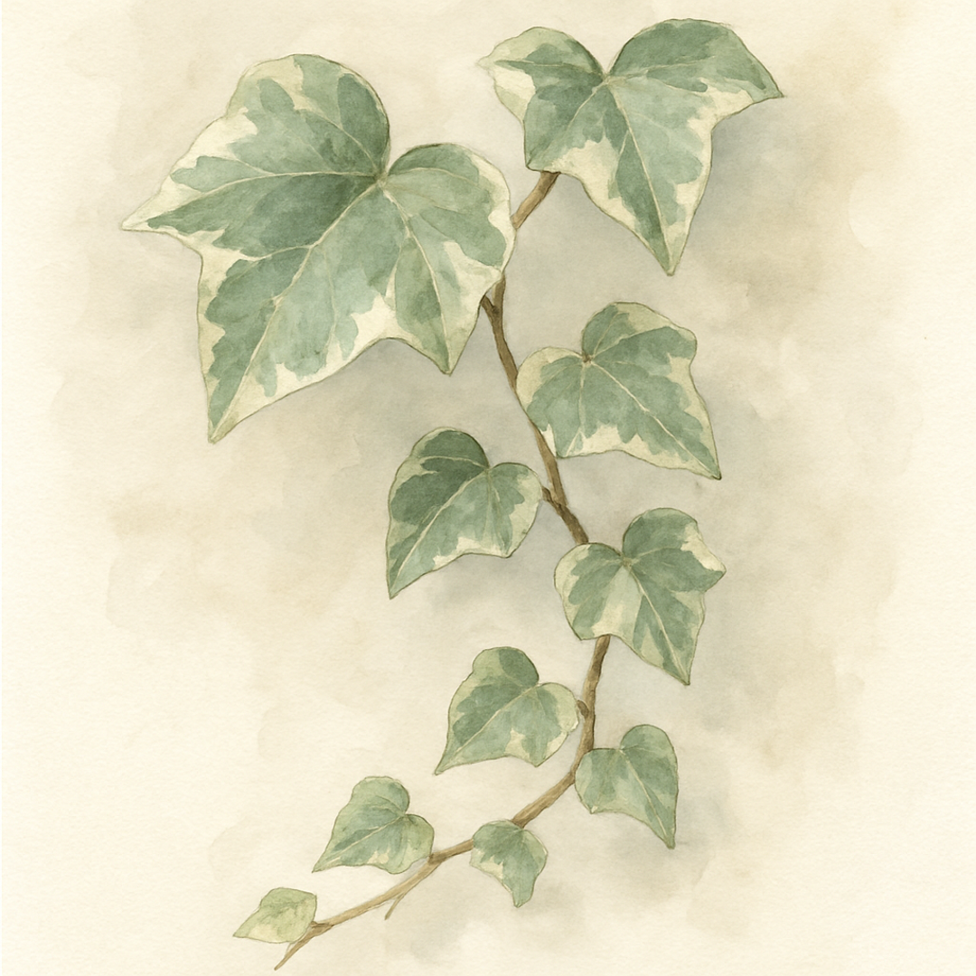Hedera algeriensis 'Gloire de Marengo'