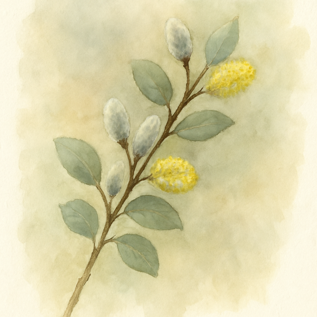 Goat Willow