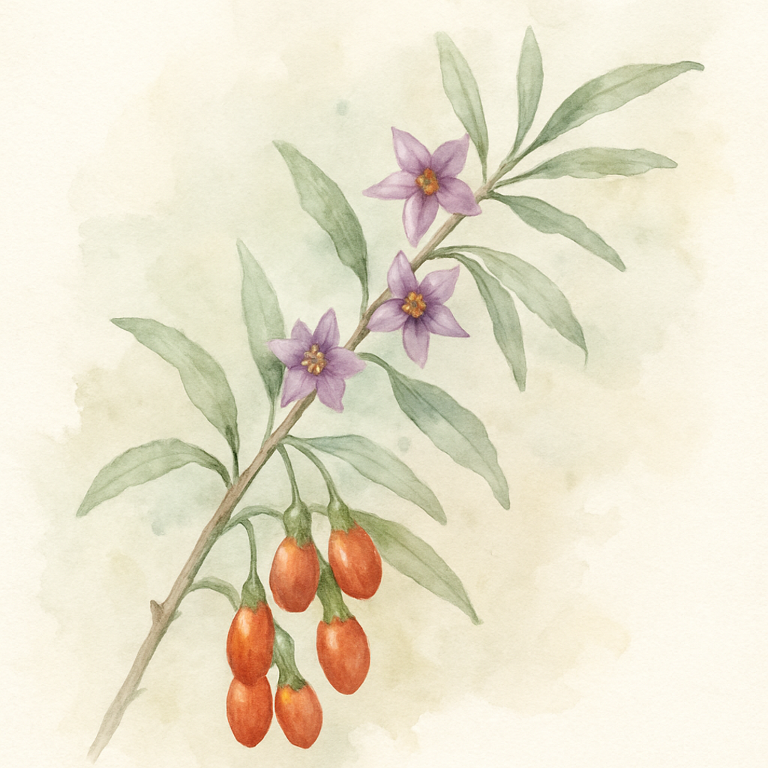 Goji Berry