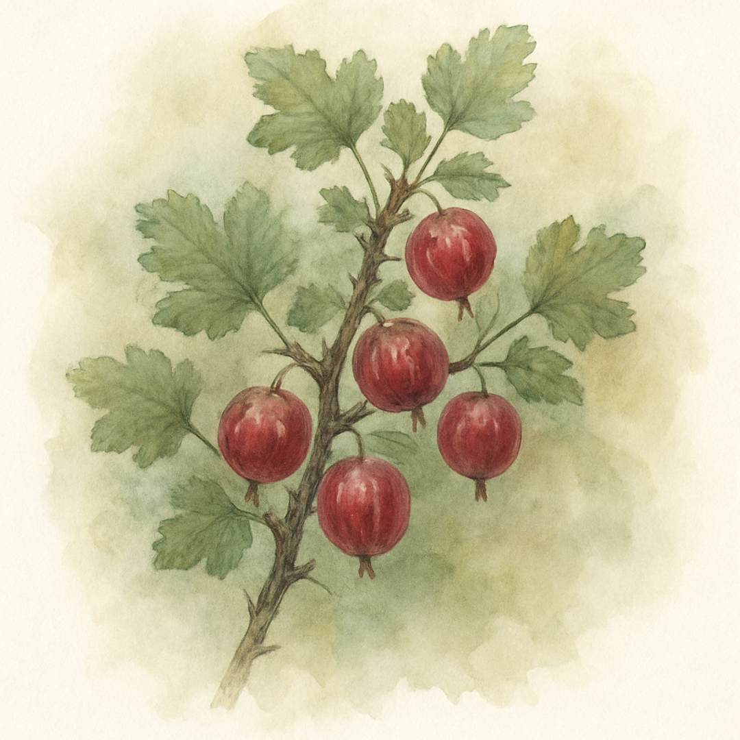 Gooseberry Hinnonmaki Red
