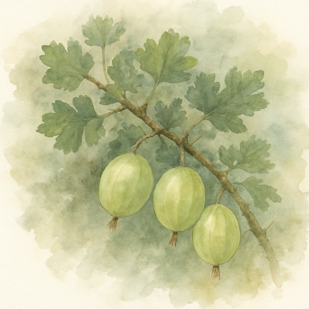 Gooseberry Invicta