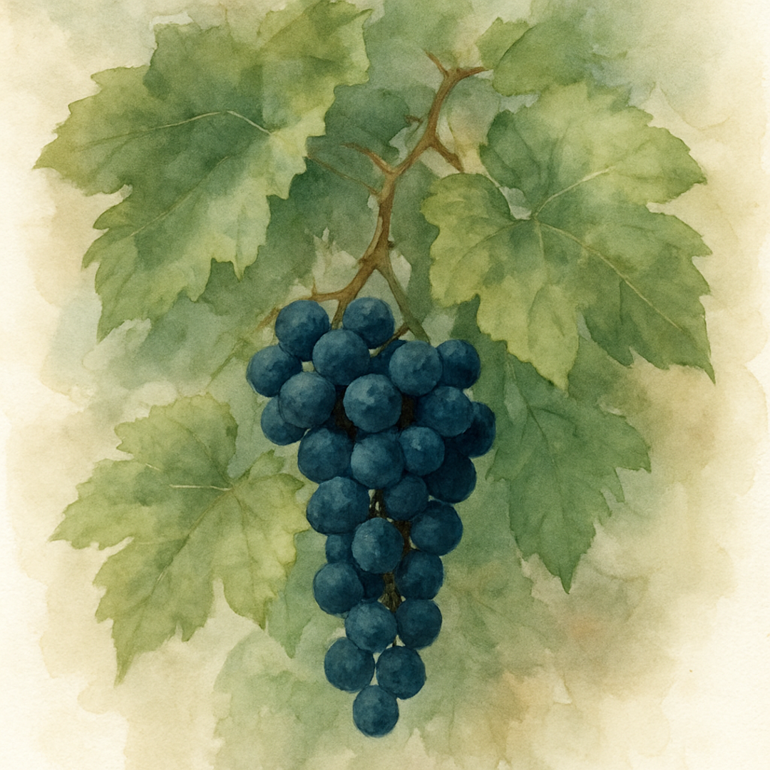 Grape Boskoop Glory