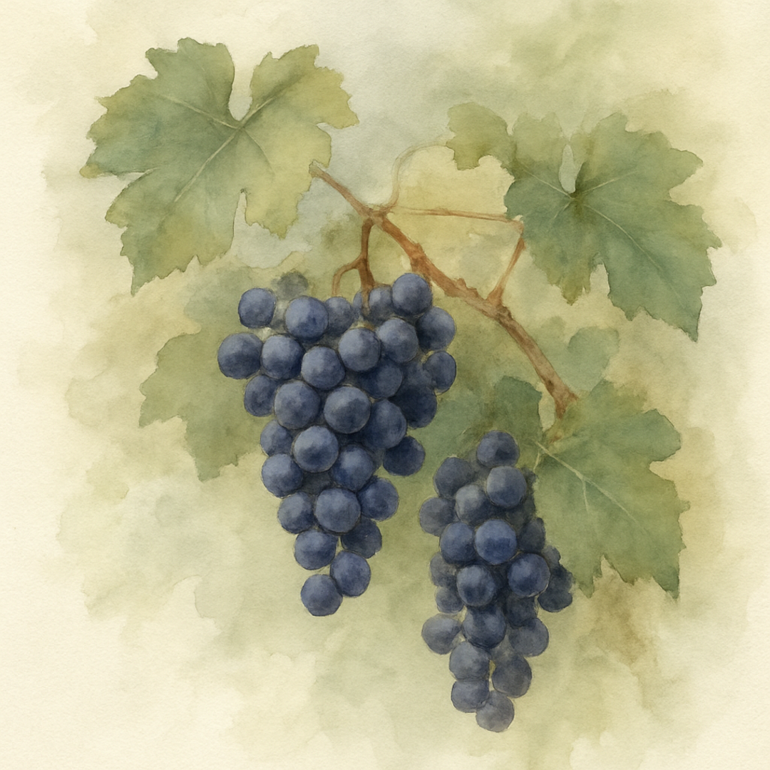 Grape 'Frankenthaler'