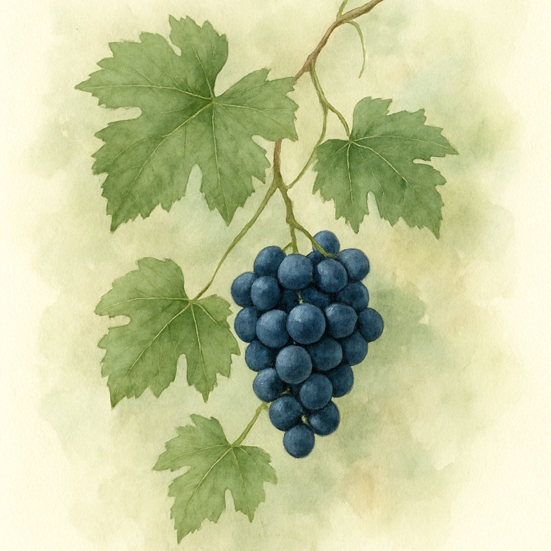 Grape Regent
