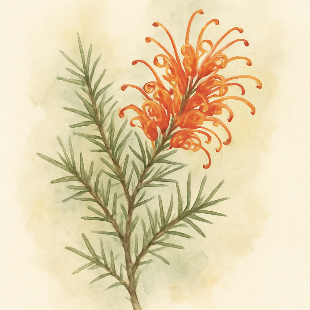 Grevillea juniperina