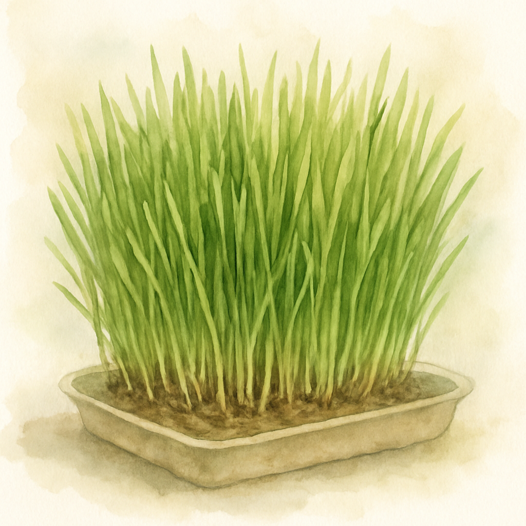 Guinea Pig Wheat Grass