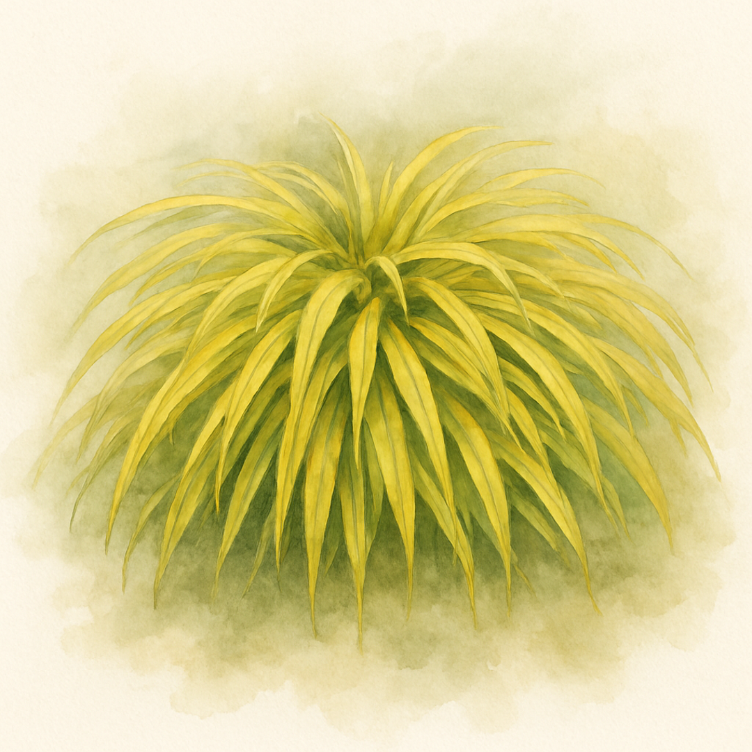 Golden Japanese Forest Grass