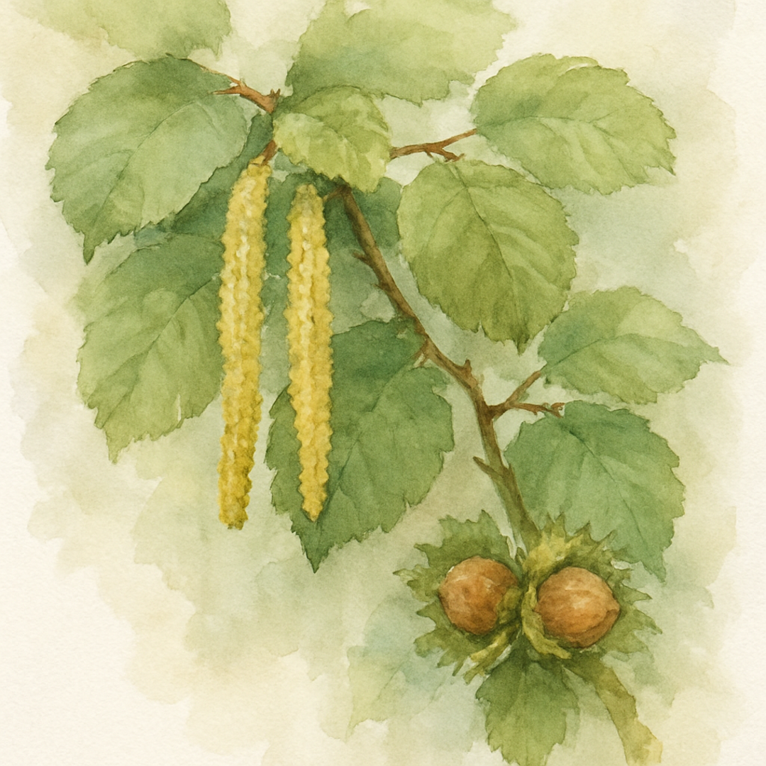 Halls Giant Cobnut
