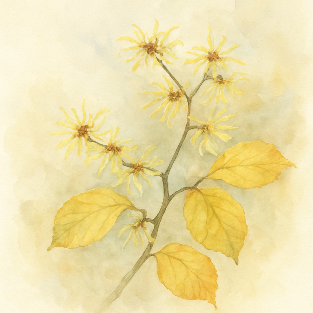 Witch Hazel Pallida