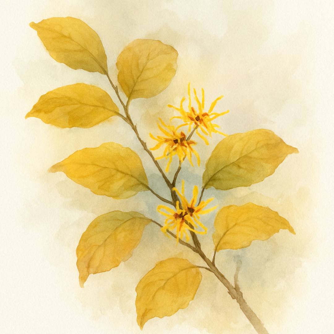 Hamamelis virginiana