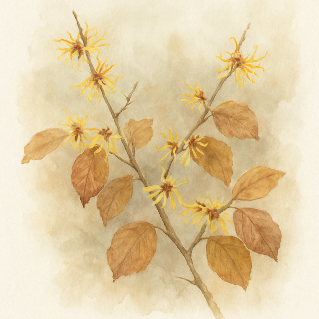Hamamelis intermedia