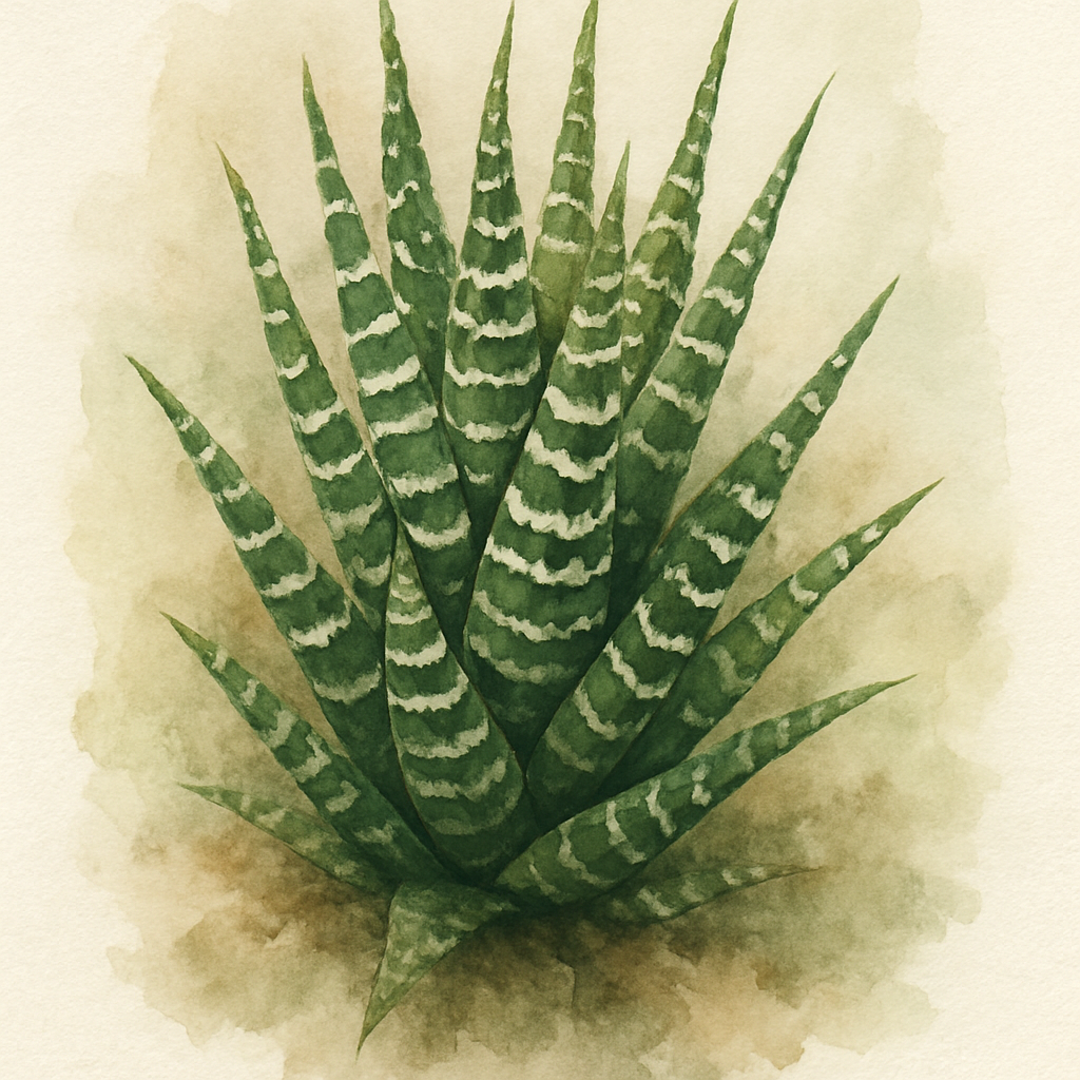 Haworthia fasciata 'Big Band'