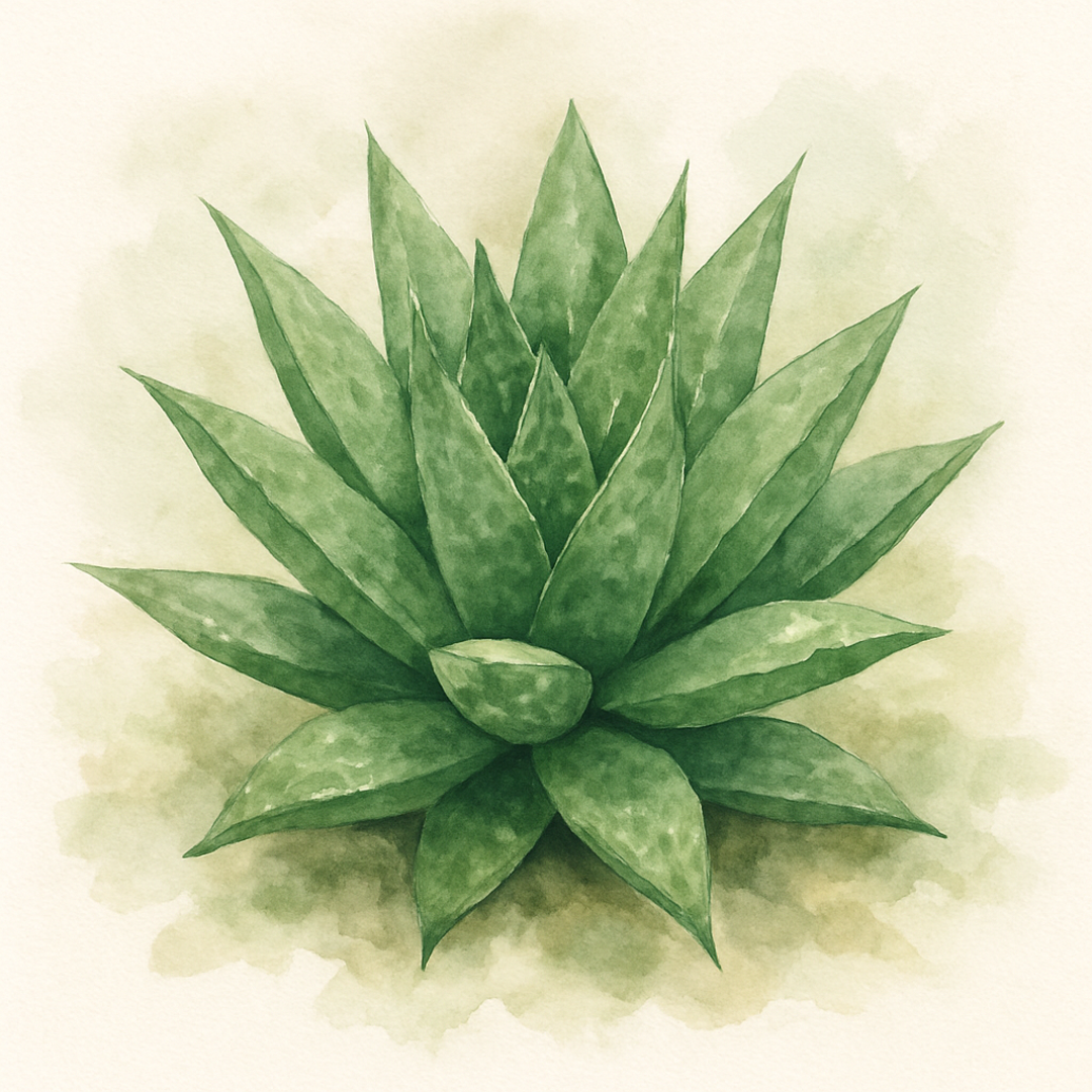 Haworthia 'Green Giant'