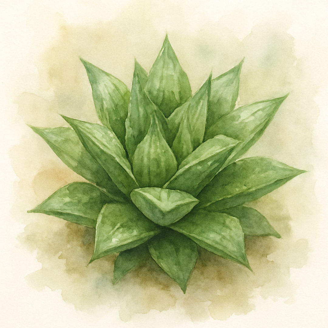 Haworthia retusa