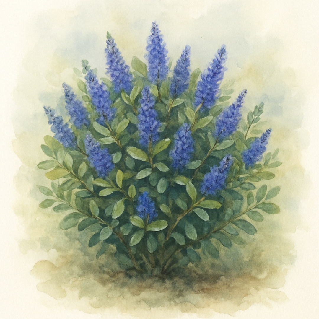 Hebe Sapphire