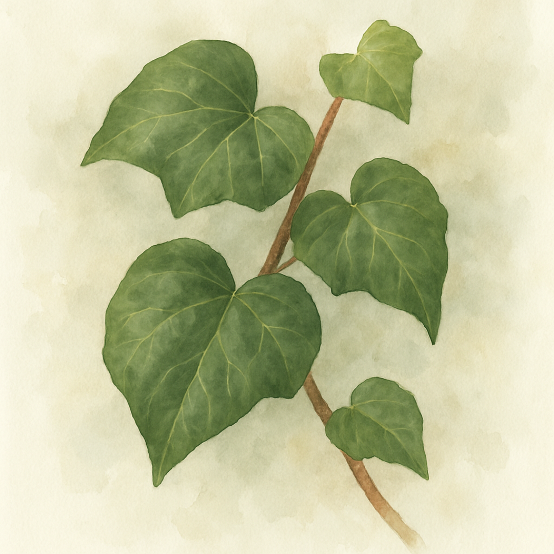 Hedera colchica