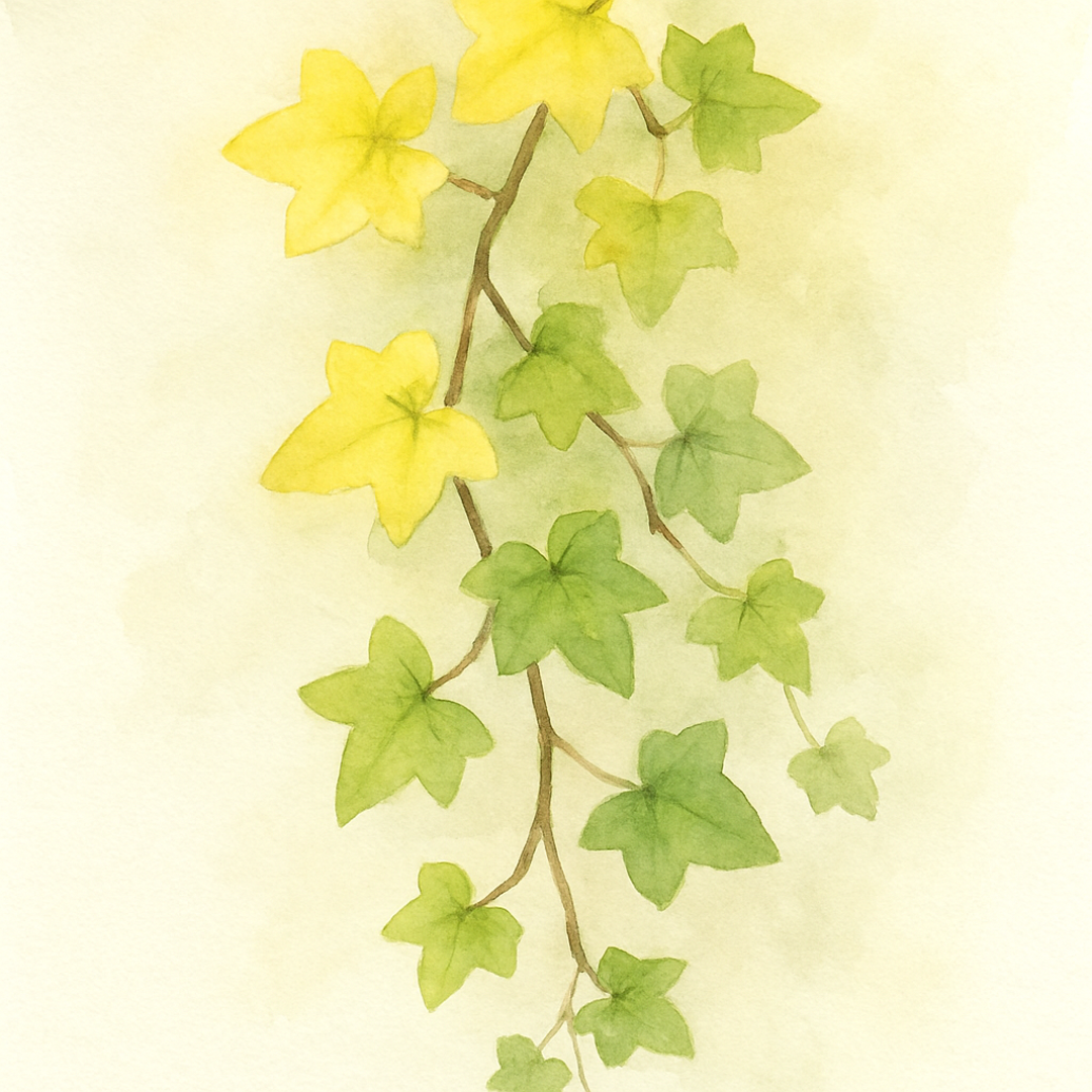Hedera helix Buttercup