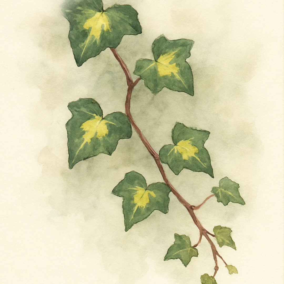 Hedera helix Goldheart
