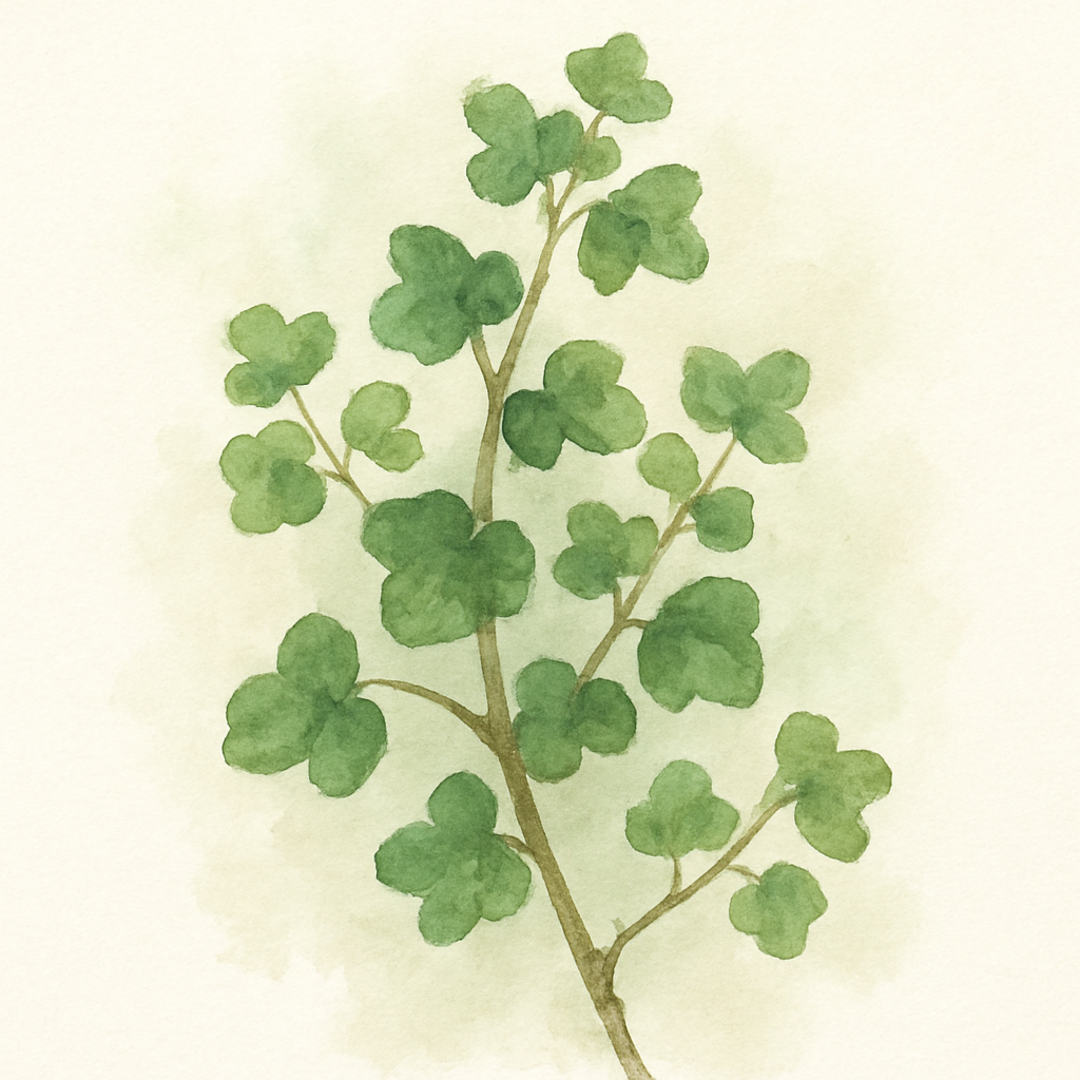 Hedera helix Minima